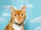 Portrait of a senior cat, orange and white against sky background