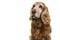 Portrait of a senior Cocker Spaniel dog glancing away on a white background