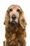 Portrait of a senior Cocker Spaniel dog looking at the camera on a white background