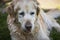 Portrait from senior golden retriever dog