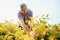 Portrait of senior hardworking farmer agronomist standing in soybean field checking crops before harvest. Organic food production