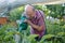 Portrait of senior man watering plants at rural garden