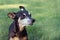 PORTRAIT  SENIOR PINSCHER DOG WITH LEISHMANIASIS SYMPTOMS AGAINST GREEN GRASS AT THE PARK WITH A LITTLE DAISY FLOWER ON HEAD