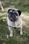 Portrait of a senior pug standing outdoors. Senile purebred pug dog looking up