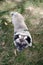 Portrait of a senior pug standing outdoors. Senile purebred pug dog, overhead shot
