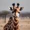 A portrait of a serene and elegant giraffe walking across the savanna1