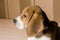 Portrait of serious and beautiful beagle dog