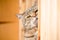 Portrait of serious brown marble tabby male cat