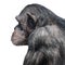 Portrait of serious Chimpanzee in profile at white background, closeup, details