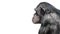 Portrait of serious Chimpanzee in profile at white background, closeup, details