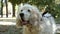 Portrait of serious older dog English Spaniel, Close up