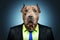 Portrait of a serious pit bull in a business suit