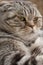 Portrait of a serious Scottish Fold cat, resting calmly. Close-up.