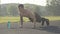 Portrait of serious sportsman training at sunrise on stadium. Side angle view of concentrated Caucasian man pushing up