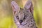 Portrait of a serval at kruger