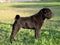 Portrait Shar Pei adult black  purebred dog on the grass
