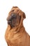 Portrait of Shar Pei on a white background.