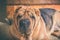 Portrait of a Sharpei dog