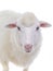 portrait sheep