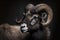 Portrait of a sheep. European mouflon of Corsica. One male Ovis aries musimon. Generative AI