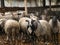 Portrait of sheep in flock. Portrait of cute sheep in herd looking at camera