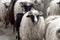 Portrait of sheep. Ovis Aries
