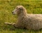 Portrait of sheep resting in meadow in Williamsburg VA