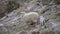 Portrait of a sheep with a small lamb in the mountains stand on a rocky slope. The unwrapped cub next to its mother The