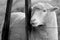 Portrait of a sheep stand behind a fence of a sheep farm