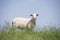 Portrait Sheep sunny day in meadow