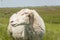 Portrait Sheep sunny day in meadow