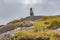 Portrait of sheep in typical Irish landscape