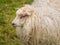 Portrait of sheeps head with long white wool on Norwegian farmland