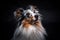 Portrait of Sheltie isolated on black background