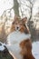 Portrait of a Sheltie posing in snowy forest