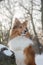 Portrait of a Sheltie posing in snowy forest