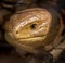 Portrait of a sheltopusik legless lizard on a sunny day