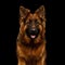 Portrait of Shepherd Dog on Black Background