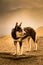 Portrait of a shepherd dog in a Carpathian landscape