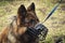 a portrait shepherd dog wearing an armored muzzle for the job of security officer