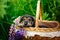 Portrait of a shepherd puppy. A small dog is lying in a basket among the grass. Cute puppy looks out of the basket