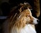 Portrait of a Shetland Sheepdog