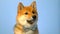 Portrait of Shiba Inu dog.