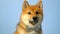 Portrait of Shiba Inu dog.