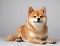 Portrait of the Shiba Inu dog