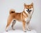 Portrait of the Shiba Inu dog