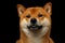 Portrait of Shiba inu Dog, Isolated Black Background