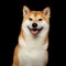 Portrait of Shiba inu Dog Isolated Black Background