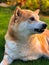 Portrait of Shiba-Inu growling in Czechia