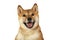 Portrait of Shiba inu purebred dog